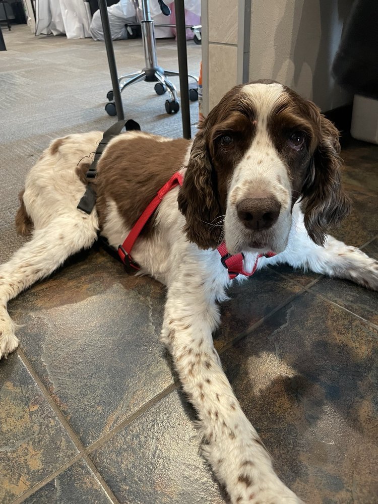 Cocoa the English Springer Spaniel, the shop's beloved supervisor